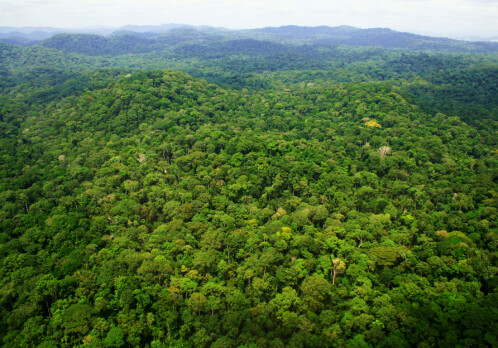 Followed 300 000 trees for 30 years: Tropical forests will soon be emitting more carbon than they capture