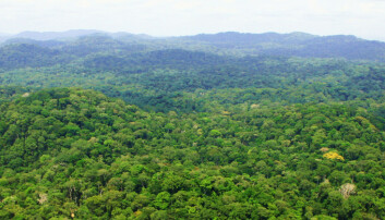 Followed 300 000 trees for 30 years: Tropical forests will soon be emitting more carbon than they capture
