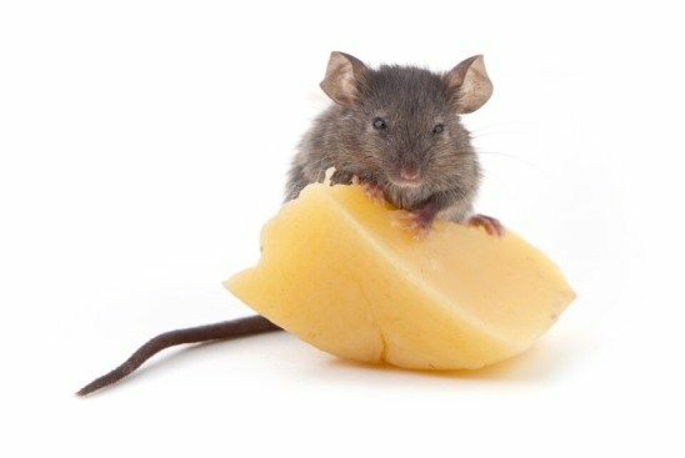 En gruppe forskere klarte å få mus født uten luktesans til å lukte, blant annet duften av ost. (Foto: Colourbox)