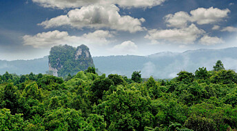 Tropiske skoger vil snart slippe ut mer karbon enn de fanger opp