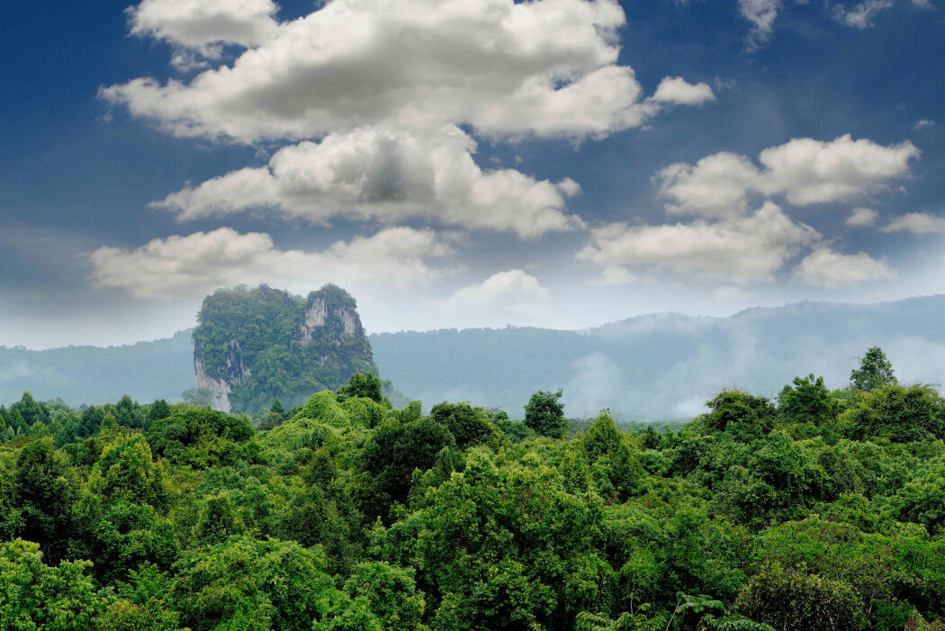 Fulgte 300 000 trær i 30 år: Skogene i Afrika og Amazonas kan slutte å holde på karbonet og begynne å avgi det til atmosfæren. Fulgte 300 000 trær i 30 år: Skogene i Afrika og Amazonas kan slutte å holde på karbonet og begynne å avgi det til atmosfæren.