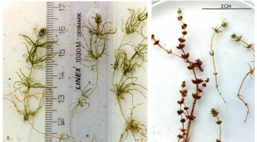 DNA-analyse oppklarer alge-mysterium på Svalbard