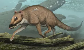 "Indohyus kan ha sett ut slik, da den levde for 48 millioner år siden. Illustratøren har forestilt seg at den kan ha dykket omtrent på samme måte som arten african mousedeer gjør i dag."