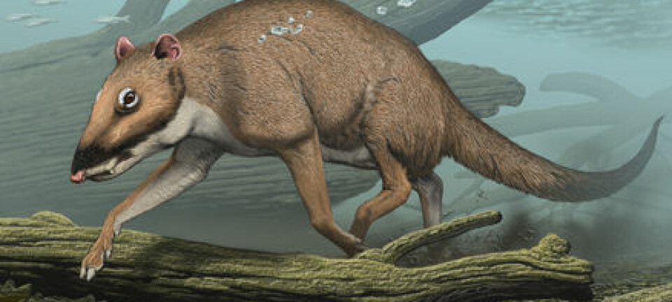 'Indohyus kan ha sett ut slik, da den levde for 48 millioner år siden. Illustratøren har forestilt seg at den kan ha dykket omtrent på samme måte som arten african mousedeer gjør i dag.'