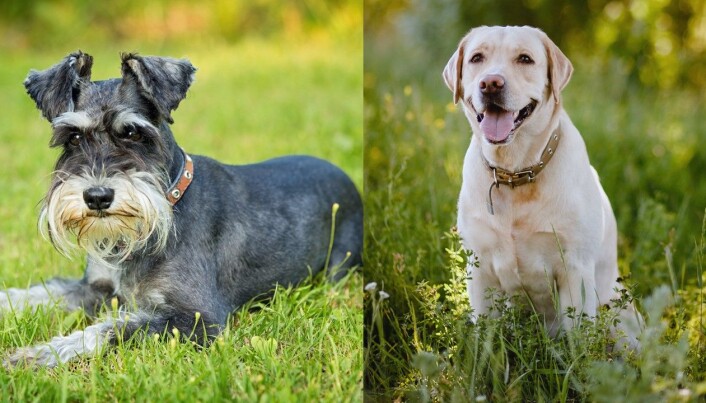 Elleve prosent av dvergschnauzerne i undersøkelsen hadde problemer med aggresjon. Labrador retreiver var hunderasen som hadde minst aggresjon. Elleve prosent av dvergschnauzerne i undersøkelsen hadde problemer med aggresjon. Labrador retreiver var hunderasen som hadde minst aggresjon.