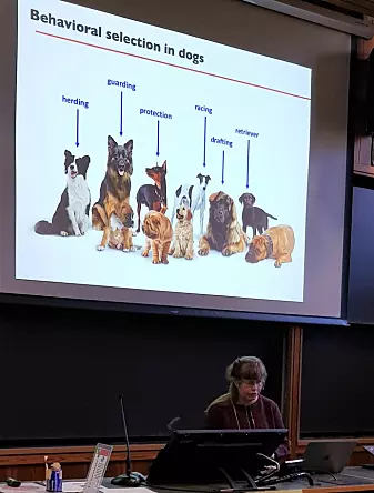 Kerstin Lindblad-Toh holder foredrag på Darwindagen ved Universitetet i Oslo 12. februar 2020.