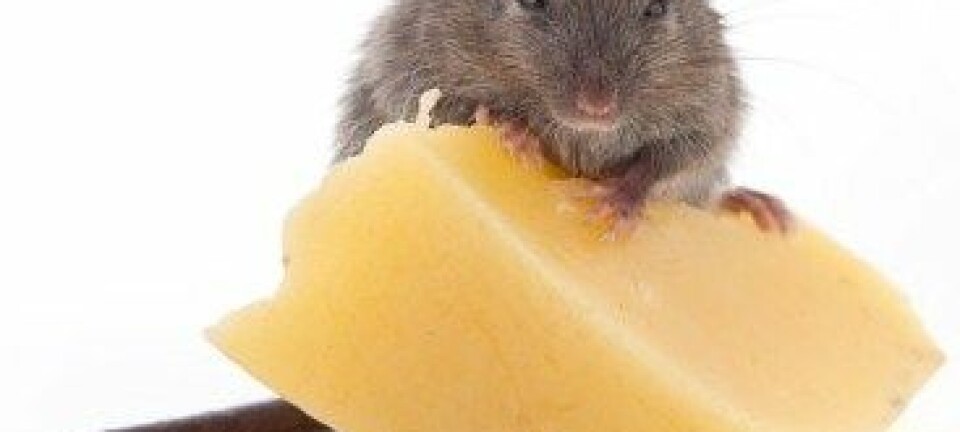 En gruppe forskere klarte å få mus født uten luktesans til å lukte, blant annet duften av ost. Foto: Colurbox.com)