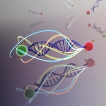 To molekyler ble plassert i hver sin ende av et stykke DNA. Da kunne forskerne måle om nærværet av et speil endret den måten energi ble overført mellom dem. (Foto: Colourbox) To molekyler ble plassert i hver sin ende av et stykke DNA. Da kunne forskerne måle om nærværet av et speil endret den måten energi ble overført mellom dem. (Foto: Colourbox)