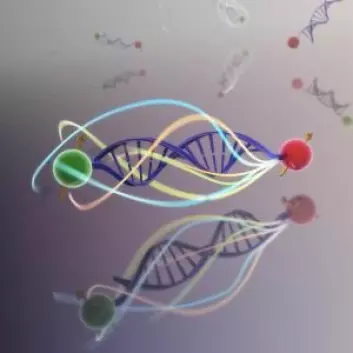 To molekyler ble plassert i hver sin ende av et stykke DNA. Da kunne forskerne måle om nærværet av et speil endret den måten energi ble overført mellom dem. (Foto: Colourbox)