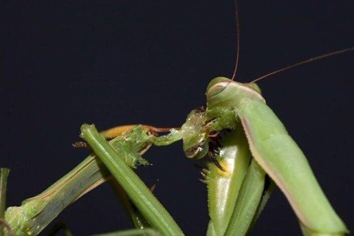 Kneler-insektet er kjent for seksuell kannibalisme. Her et hoa hovudet til paringspartnaren sin. (Foto: Oliver Koemmerling, CC) Kneler-insektet er kjent for seksuell kannibalisme. Her et hoa hovudet til paringspartnaren sin. (Foto: Oliver Koemmerling, CC)