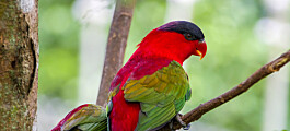 Skal vurdere risiko ved kjøp og salg av utrydningstruede papegøyer