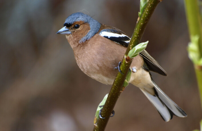 Bokfinken er en av fuglene som det er mulig å lokalisere ved hjelp av skannerdata. (Foto: Colourbox) Bokfinken er en av fuglene som det er mulig å lokalisere ved hjelp av skannerdata. (Foto: Colourbox)