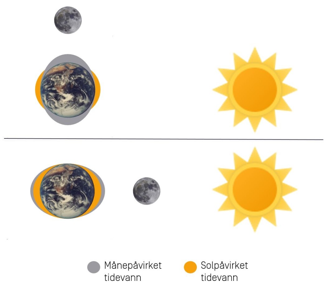 Månen påvirker vannstanden mer enn sola. Når sola og månen drar vannstanden i samme retning, får vi springflo. Månen påvirker vannstanden mer enn sola. Når sola og månen drar vannstanden i samme retning, får vi springflo.