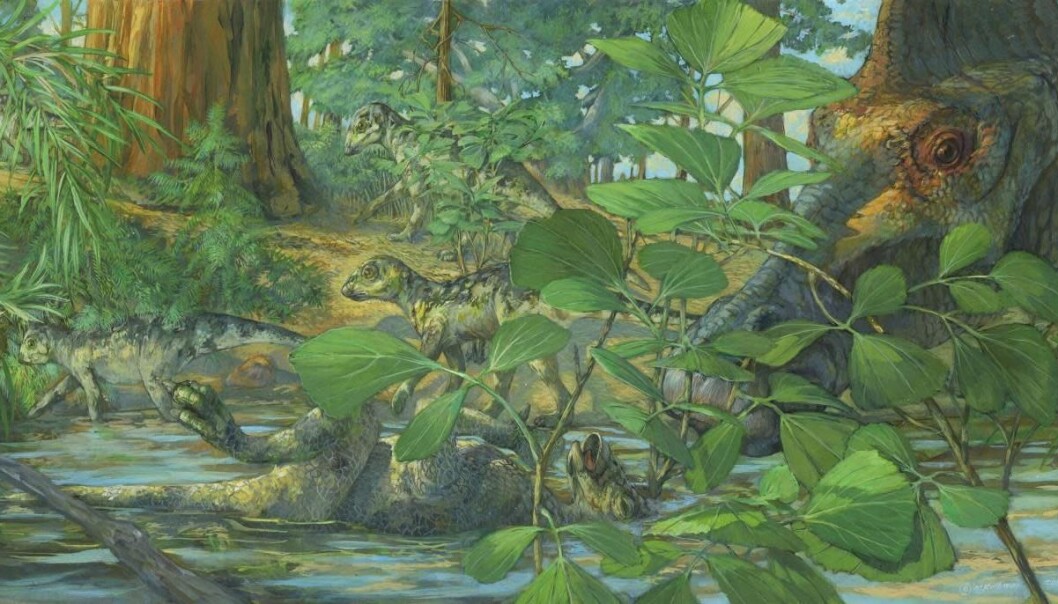 Forskere har undersøkt biter av skallen til en baby Hypacrosaurus som ble funnet i det som kalles Two Medicine formation i Montana, USA. Her er den unge dinosauren illustrert liggende død i vannet, mens moren sørger. Forskere har undersøkt biter av skallen til en baby Hypacrosaurus som ble funnet i det som kalles Two Medicine formation i Montana, USA. Her er den unge dinosauren illustrert liggende død i vannet, mens moren sørger.