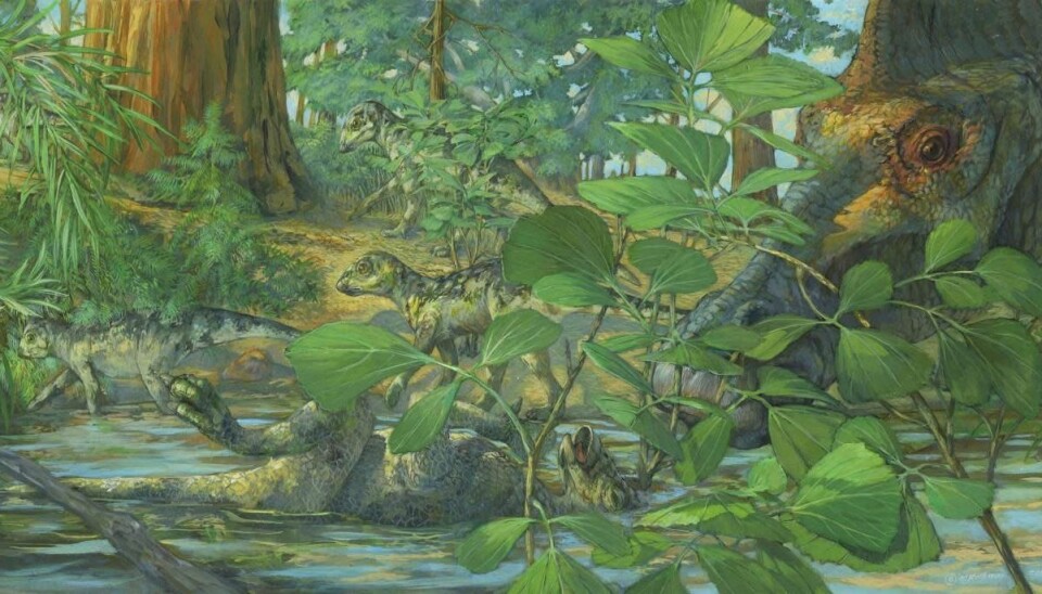 Forskere har undersøkt biter av skallen til en baby Hypacrosaurus som ble funnet i det som kalles Two Medicine formation i Montana, USA. Her er den unge dinosauren illustrert liggende død i vannet, mens moren sørger.