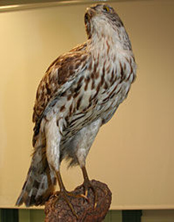 "Utstoppet hønsehauk (Accipiter gentilis)." "Utstoppet hønsehauk (Accipiter gentilis)."
