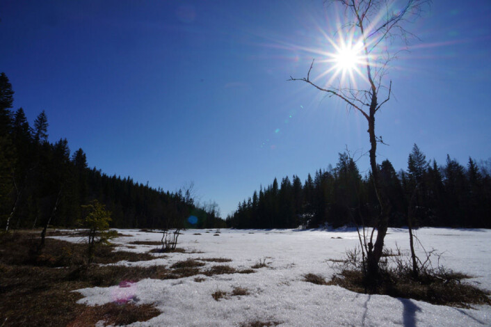Sydpolen for 55 millioner år siden? Kontinentet var ikke dekket av kilometertykk is, men myrer med permafrost og blant annet nåletrær. (Foto: Arnfinn Christensen) Sydpolen for 55 millioner år siden? Kontinentet var ikke dekket av kilometertykk is, men myrer med permafrost og blant annet nåletrær. (Foto: Arnfinn Christensen)