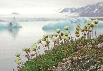 "Reinrose (Dryas octopetala) har etablert seg vel på Svalbard, til tross for korte somrer og karrig landskap. Men med et varmere Arktisk kan det hende denne arten vil forsvinne igjen." "Reinrose (Dryas octopetala) har etablert seg vel på Svalbard, til tross for korte somrer og karrig landskap. Men med et varmere Arktisk kan det hende denne arten vil forsvinne igjen."