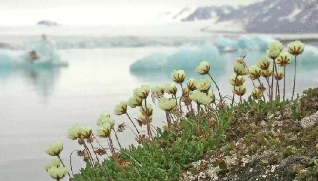 Arktiske planter i faresonen?