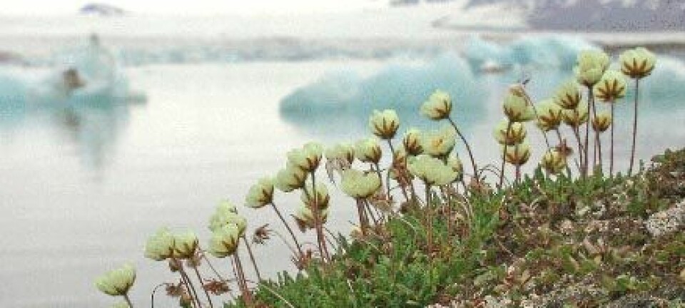 "Reinrose (Dryas octopetala) har etablert seg vel på Svalbard, til tross for korte somrer og karrig landskap. Men med et varmere Arktisk kan det hende denne arten vil forsvinne igjen."