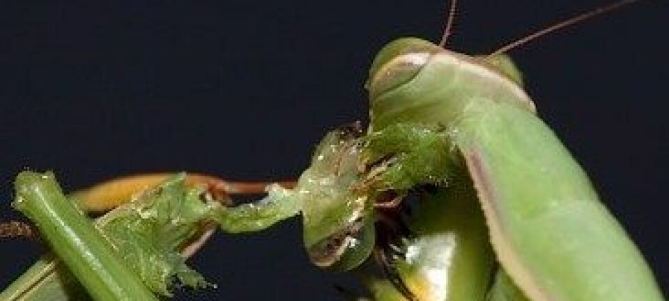 Kneler-insektet er kjent for seksuell kannibalisme. Her et hoa hovudet til paringspartnaren sin. Oliver Koemmerling, CC