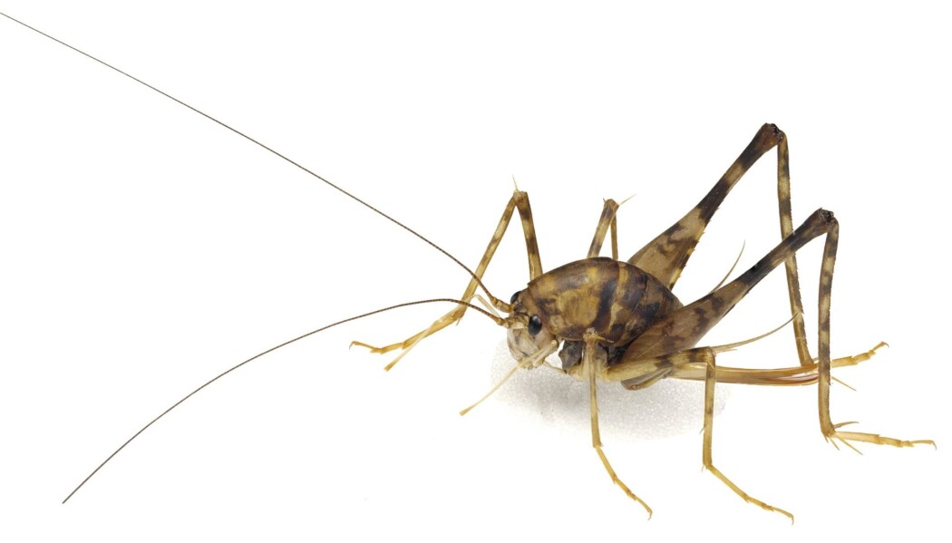 Veksthusgresshoppe (Tachycines asynamorus). Veksthusgresshoppe (Tachycines asynamorus).