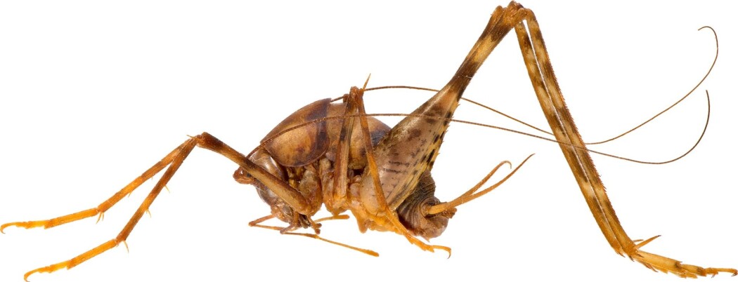 Veksthusgresshoppe (<i>Tachycines asynamorus</i>). Veksthusgresshoppe (<i>Tachycines asynamorus</i>).