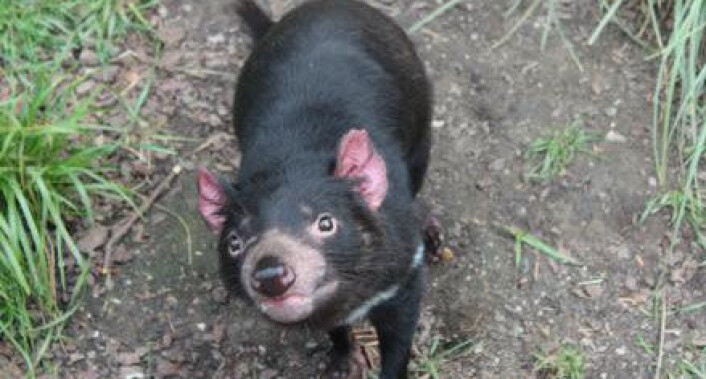 Tasmanske djevler er pungdyr, så ungene utvikles i pungen, akkurat som på kenguruer. Denne hun fikk i fjor fire av de syv ungene som kom til verden i Københavns Zoo. (Foto: Anne Marie Lykkegaard) Tasmanske djevler er pungdyr, så ungene utvikles i pungen, akkurat som på kenguruer. Denne hun fikk i fjor fire av de syv ungene som kom til verden i Københavns Zoo. (Foto: Anne Marie Lykkegaard)