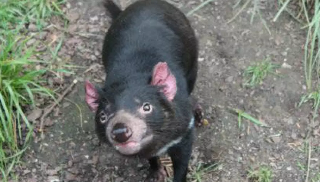 Dyrehager kjemper for kreftrammede tasmanske djevler