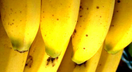 Trygg eller usikker banan?