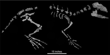"Fossil av Indohyus." "Fossil av Indohyus."