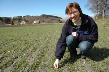 Anne Kari Bergjord ved Bioforsk Midt-Norge leder prosjektet med bruk av husdyrgjødsel i korn. (Foto: Jon Schärer) Anne Kari Bergjord ved Bioforsk Midt-Norge leder prosjektet med bruk av husdyrgjødsel i korn. (Foto: Jon Schärer)