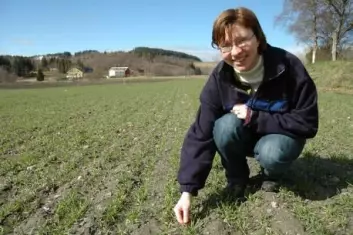 Anne Kari Bergjord ved Bioforsk Midt-Norge leder prosjektet med bruk av husdyrgjødsel i korn. (Foto: Jon Schärer)