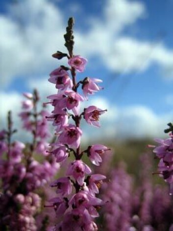 "Røsslyng. Foto: Liv Guri Velle." "Røsslyng. Foto: Liv Guri Velle."
