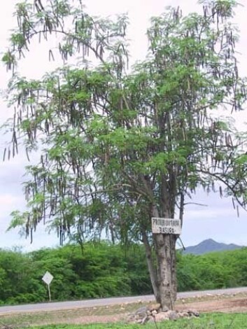 Moringa-treet kommer opprinnelig fra nordvest i India. (Foto: Wikimedia Commons) Moringa-treet kommer opprinnelig fra nordvest i India. (Foto: Wikimedia Commons)