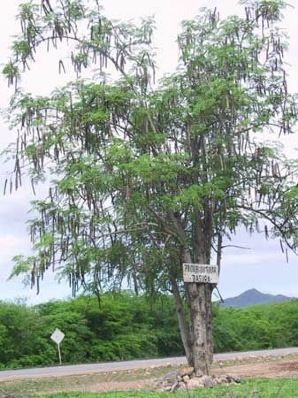 Moringa-treet kommer opprinnelig fra nordvest i India. (Foto: Wikimedia Commons)