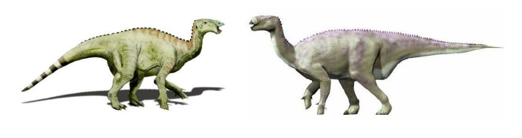 Iguanodon var en planteeter som kunne stå på både to og fire bein. Iguanodon var en planteeter som kunne stå på både to og fire bein.