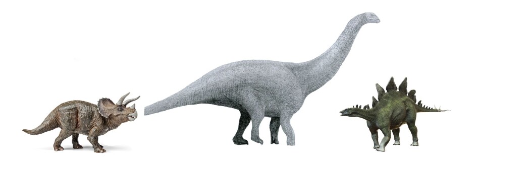 Cope og Marsh oppdaget Triceratops, med horn og stor beinkam rundt hodet, Brontosaurus, en stor langhals, og planteeteren med tagger på ryggen, Stegosaurus. Cope og Marsh oppdaget Triceratops, med horn og stor beinkam rundt hodet, Brontosaurus, en stor langhals, og planteeteren med tagger på ryggen, Stegosaurus.
