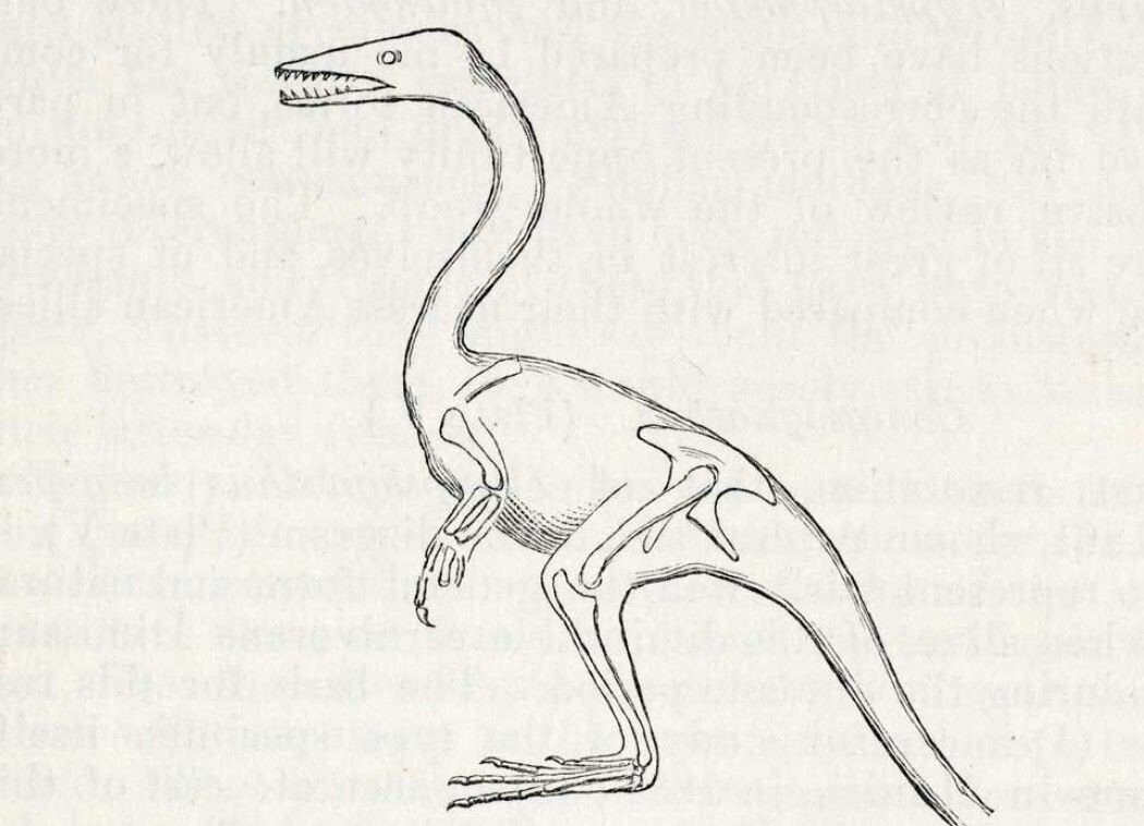 Slik tegnet Thomas Huxley den fugleaktige dinosauren. Slik tegnet Thomas Huxley den fugleaktige dinosauren.