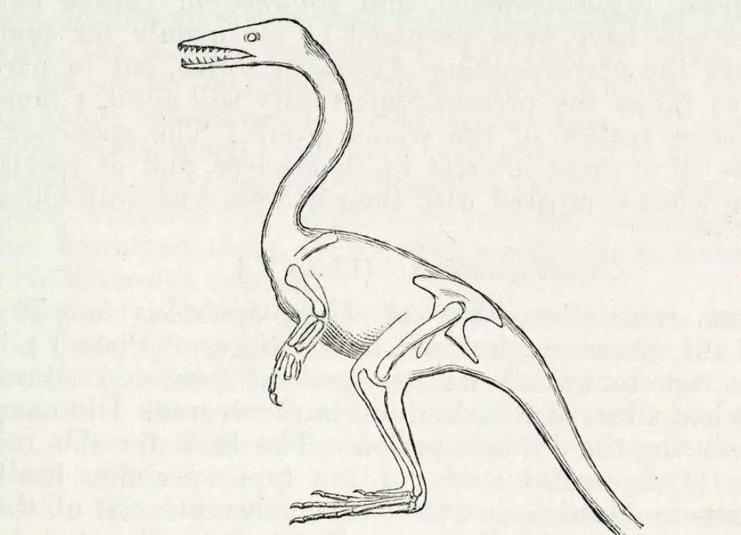 Slik tegnet Thomas Huxley den fugleaktige dinosauren.