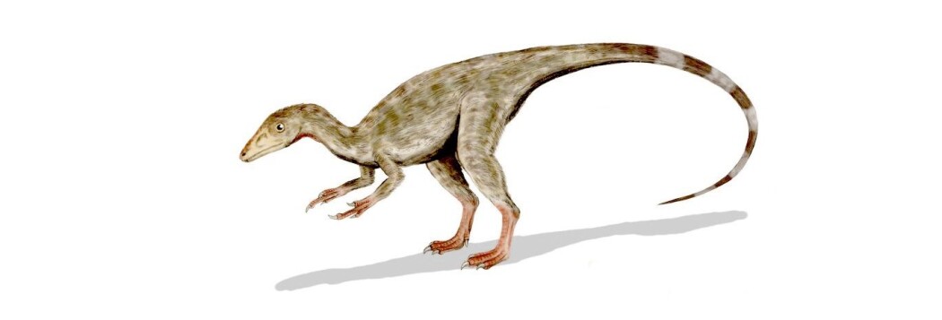 Omtrent slik tror forskere at den samme dinosauren så ut i dag. Omtrent slik tror forskere at den samme dinosauren så ut i dag.