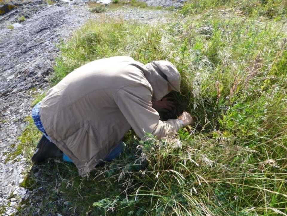 Thomas Læssøe i felt. Bildet viser metoden som blei brukt under feltarbeidet. Man må ligge lavt i terrenget, og bla seg fram mellom urter og gras. (Foto: Anne Molia)