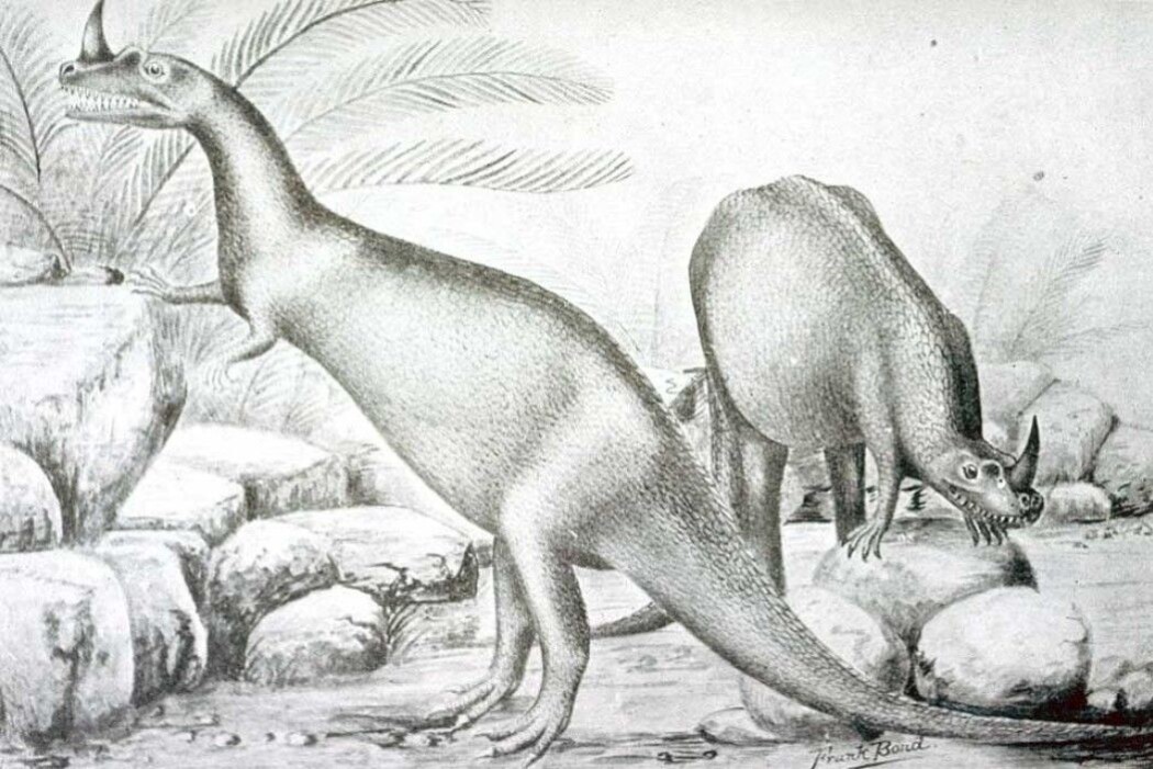 Slik så kunstneren for seg rovdinosauren Ceratosaurus i 1899 Slik så kunstneren for seg rovdinosauren Ceratosaurus i 1899