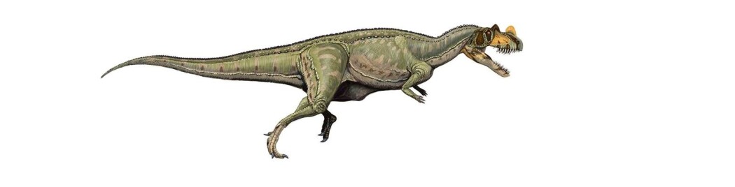 En moderne tegning av Ceratosaurus. En moderne tegning av Ceratosaurus.