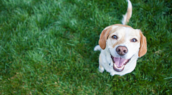 Hunder kan sanse varme på avstand med snuta