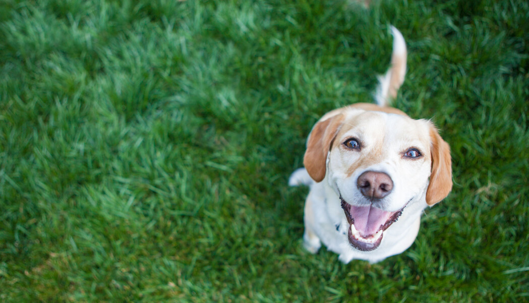 Hundenesa gir hunden svært god luktesans, men ikke nok med det; snuta brukes til å oppdage svak varme fra omgivelsene, viser ny forskning. Hundenesa gir hunden svært god luktesans, men ikke nok med det; snuta brukes til å oppdage svak varme fra omgivelsene, viser ny forskning.