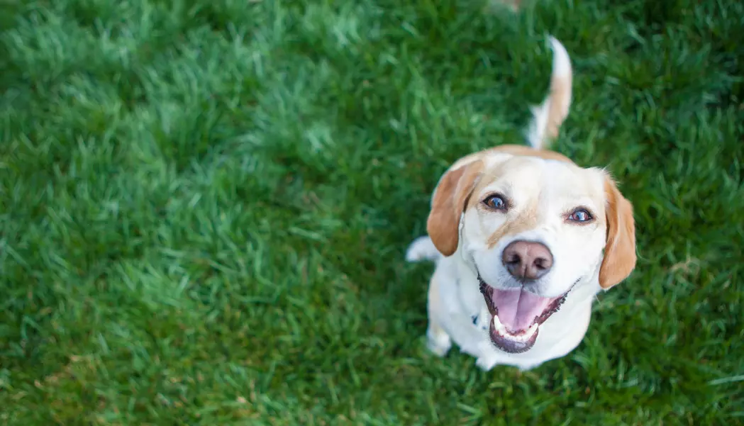 Hundenesa gir hunden svært god luktesans, men ikke nok med det; snuta brukes til å oppdage svak varme fra omgivelsene, viser ny forskning.
