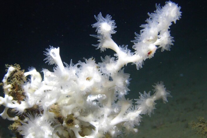 Lophelia pertusa kan bli flere tusen år gamle. (Foto: Wikimedia commons) Lophelia pertusa kan bli flere tusen år gamle. (Foto: Wikimedia commons)
