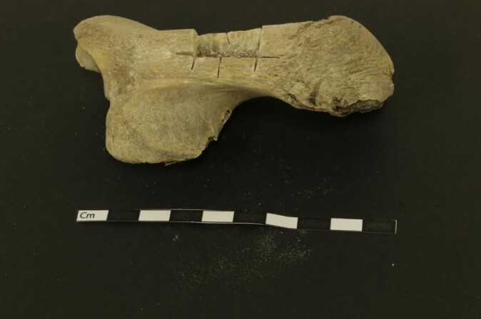 Forskerne har trukket ut DNA av de om lag 1000 år gamle hesteknoklene og bestemt hestenes kjønn. Her er det et hælbein fra en av hestene som inngår i studien, og som ble funnet i Leynir-grotten på Island. Forskerne har trukket ut DNA av de om lag 1000 år gamle hesteknoklene og bestemt hestenes kjønn. Her er det et hælbein fra en av hestene som inngår i studien, og som ble funnet i Leynir-grotten på Island.