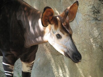 En okapi fotografert i dyrehage i USA. Okapien er den eneste andre sjiraffarten som lever i dag. (Foto: Trisha Shears/Wikimedia Creative Commons) En okapi fotografert i dyrehage i USA. Okapien er den eneste andre sjiraffarten som lever i dag. (Foto: Trisha Shears/Wikimedia Creative Commons)